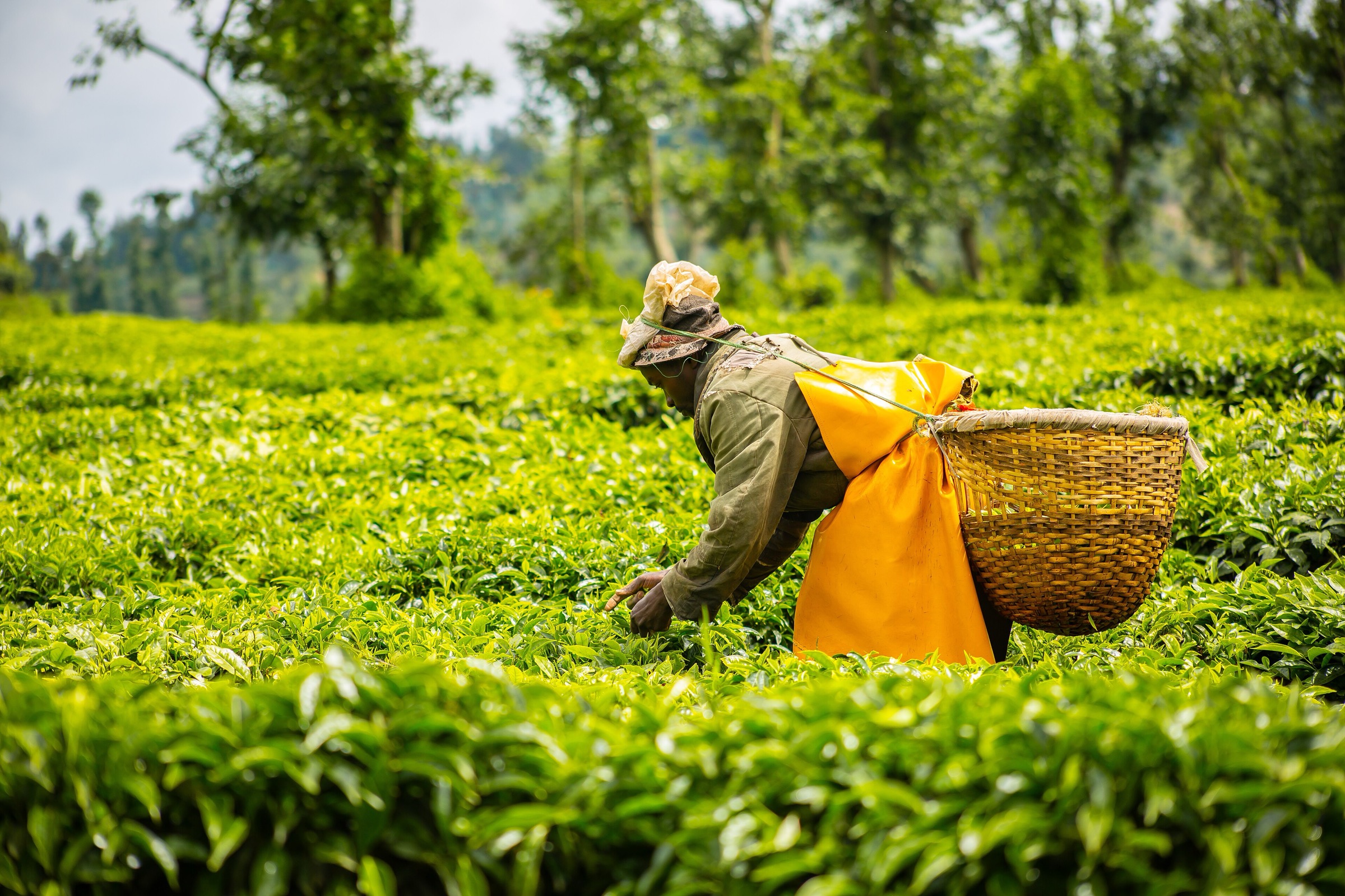 Tea harvesting