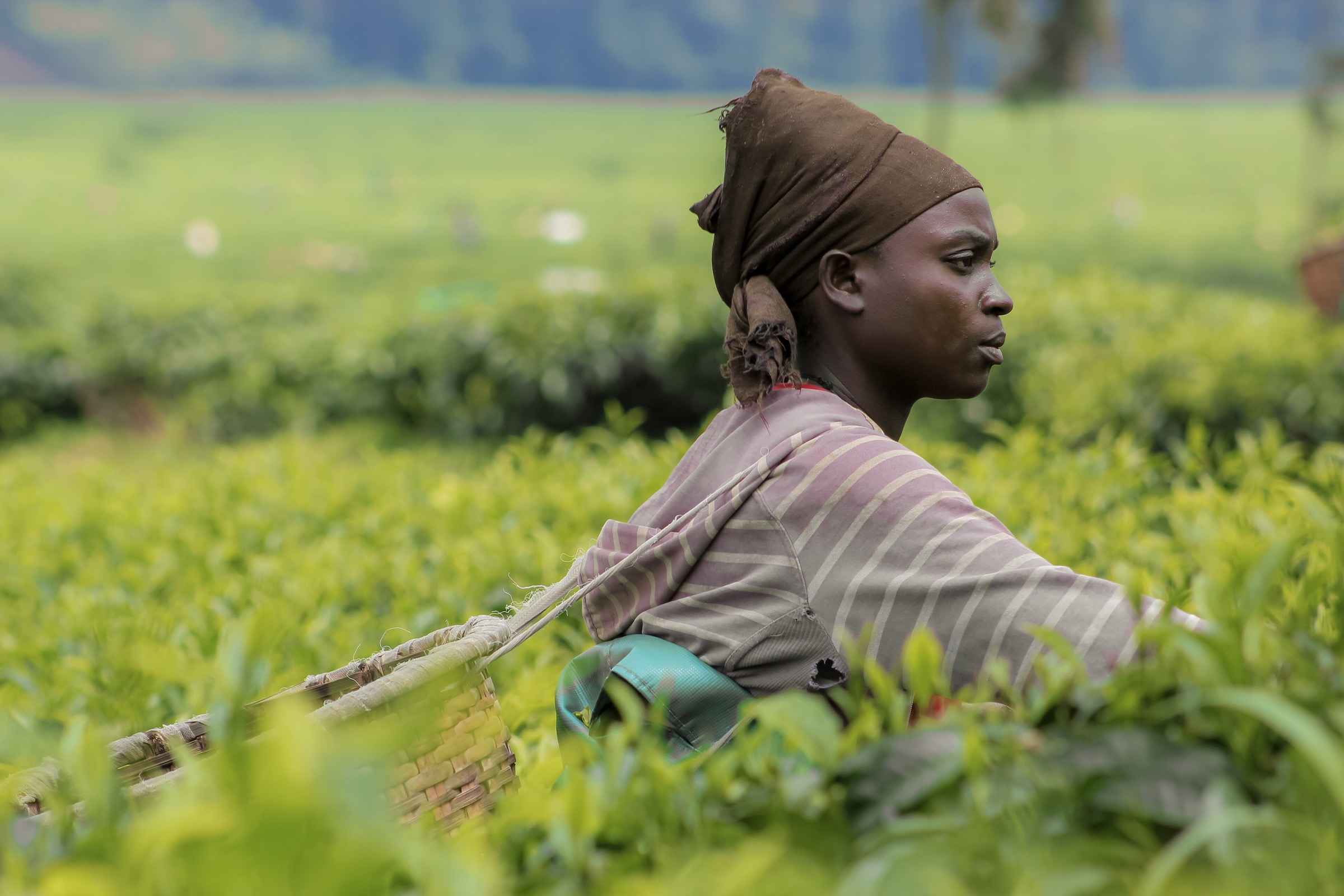 Picking tea in Rwanda
