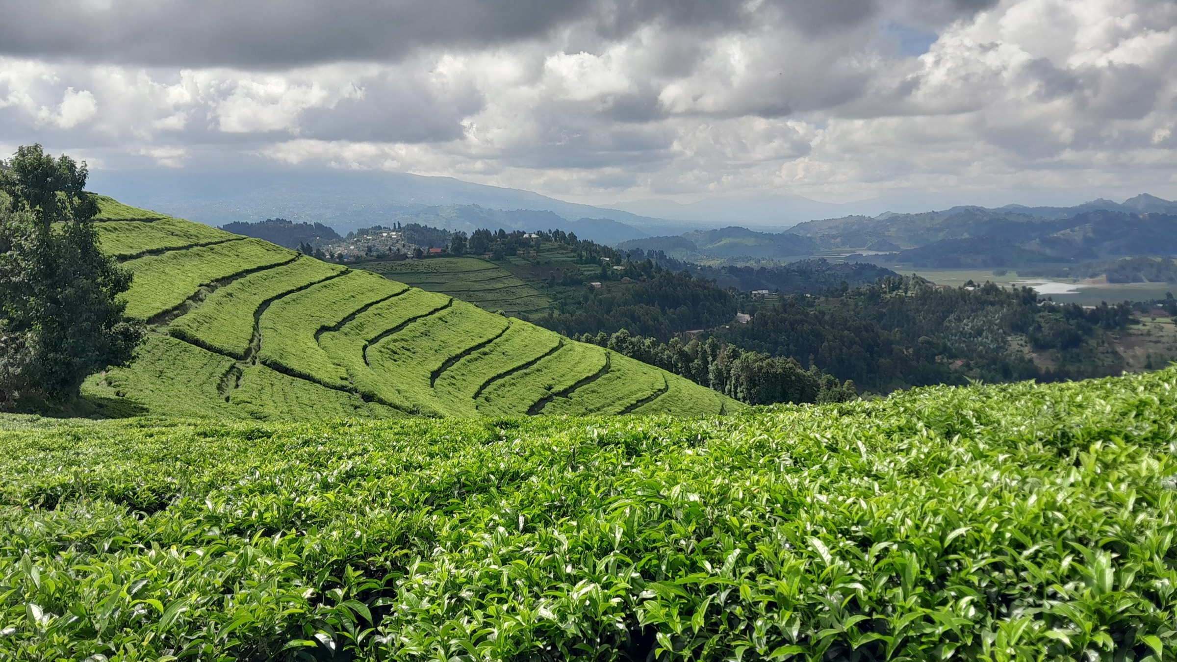 Tea plantation, Western Rwanda